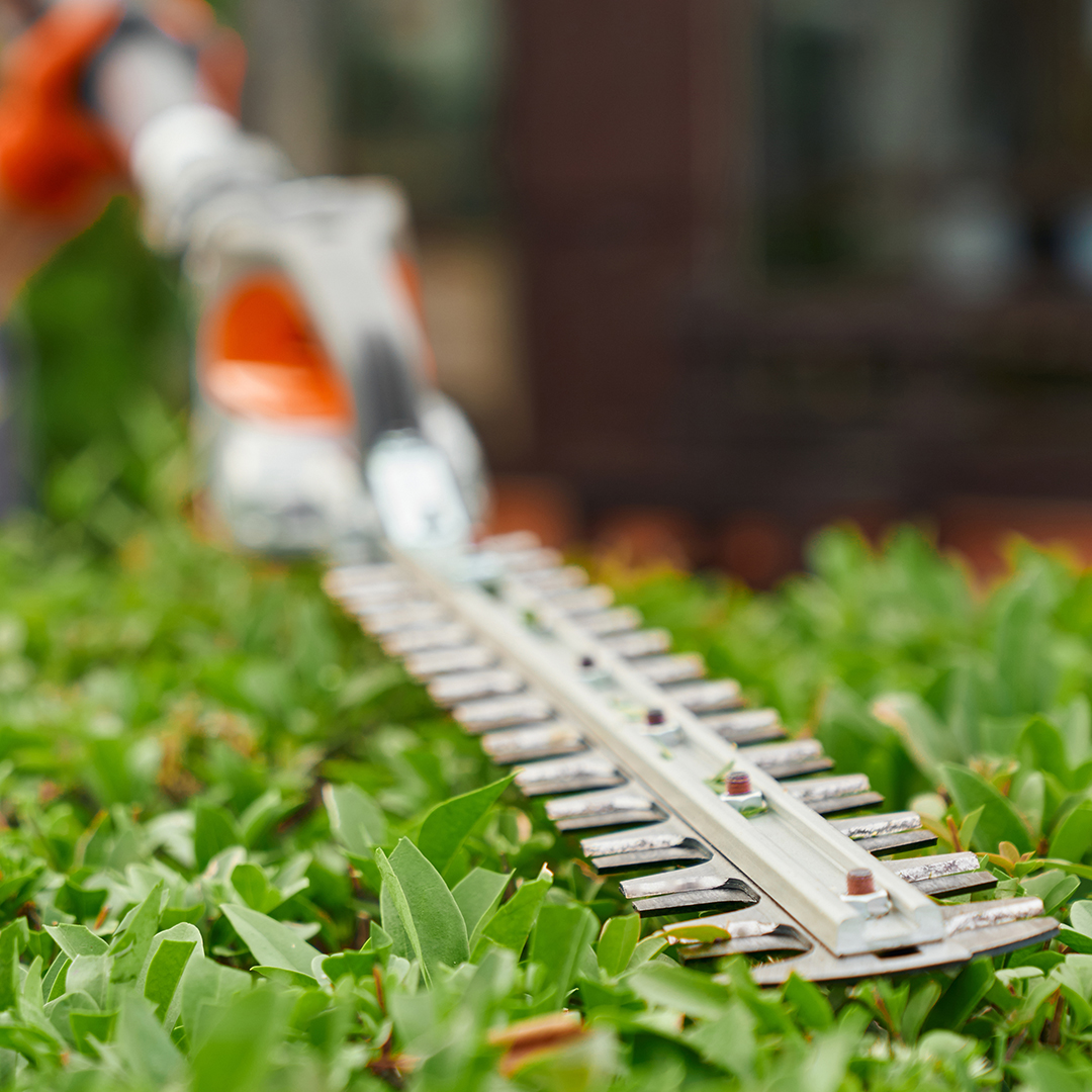 Snoeien van hagen, tuinonderhoud door Expert Roothoofd